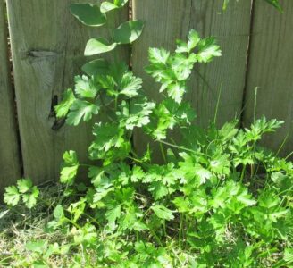 Three Cheers for the Volunteers! Image